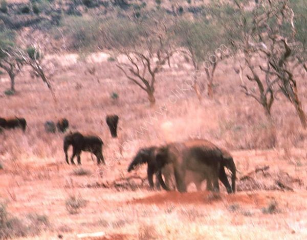 Elephants dusting themselves, Treetops Hotel